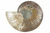 Cut & Polished Ammonite Fossil (Half) - Madagascar #241025-1